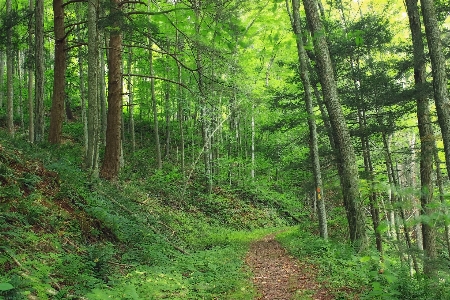 Tree nature forest path Photo