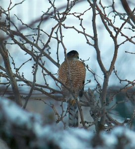 Foto árvore natureza filial neve