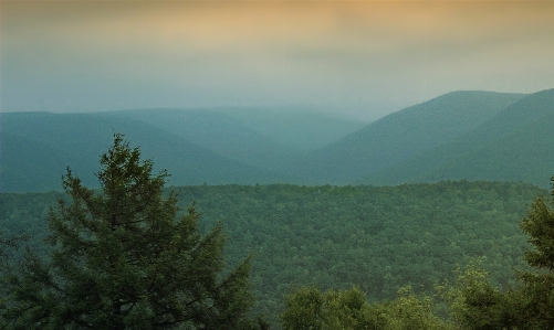 Landscape tree nature forest Photo