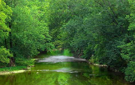 Tree water nature forest Photo