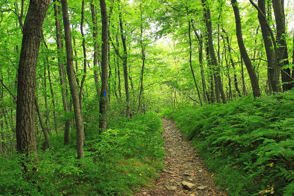 Baum natur wald weg