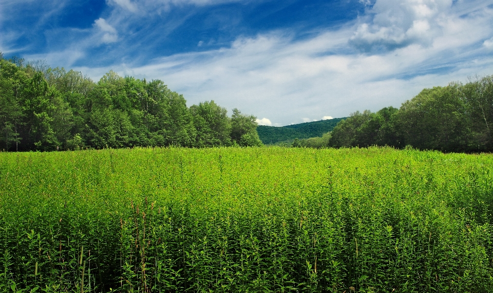 Paesaggio albero natura foresta