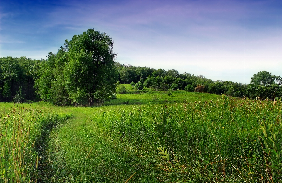 Krajobraz drzewo natura las