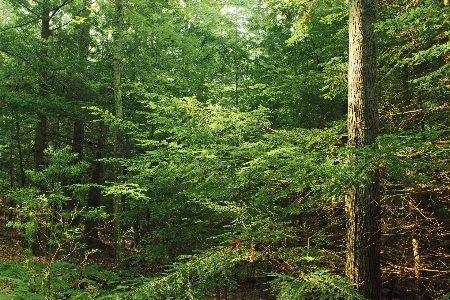 Foto Pohon alam hutan gurun
