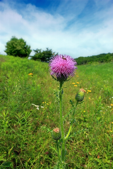 Natura trawa zakład turystyka piesza
