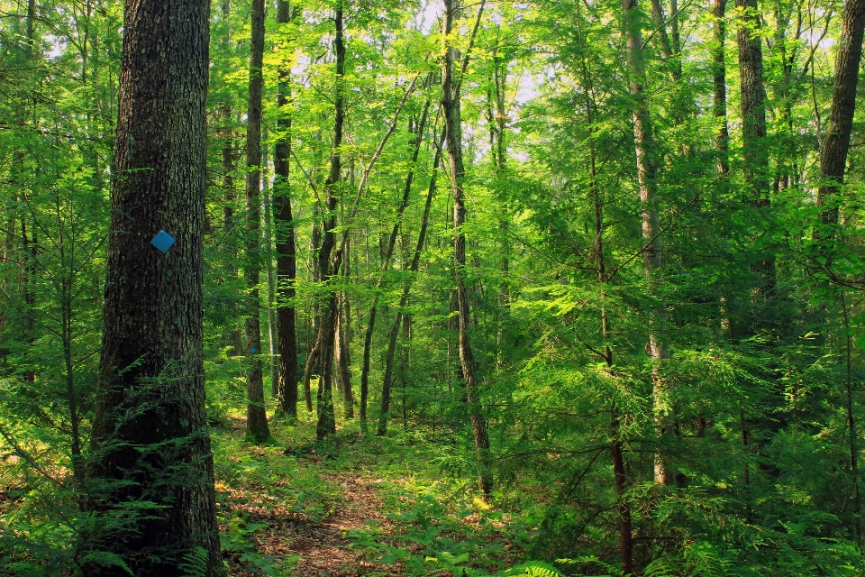 Albero natura foresta sentiero