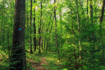 Tree nature forest path Photo