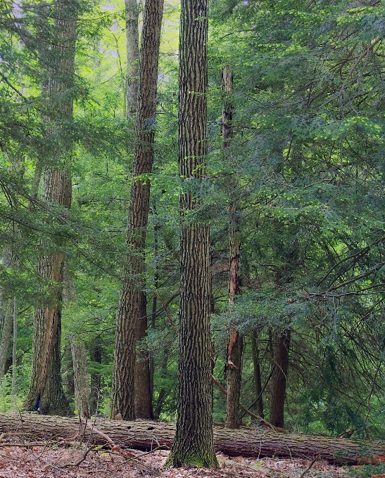 árvore natureza floresta região selvagem
