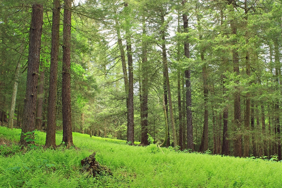 树 自然 森林 荒野