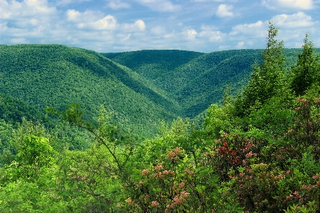 Landscape tree nature forest Photo