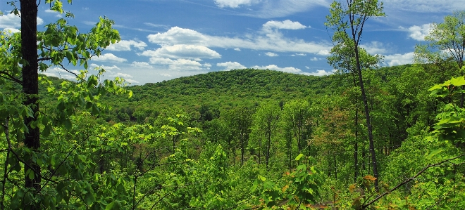 Landscape tree nature forest Photo