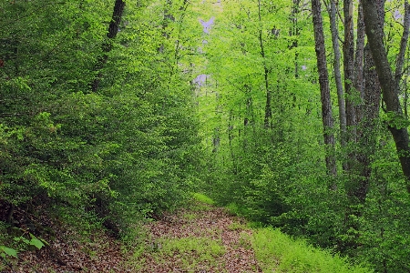 Baum natur wald weg Foto