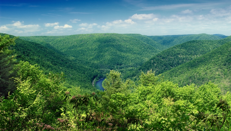 Landschaft baum natur wald