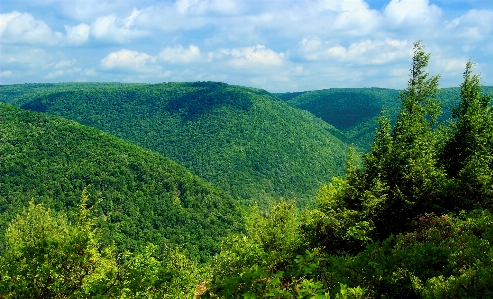 Landscape tree nature forest Photo