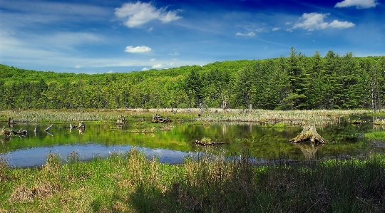 Landscape tree nature forest Photo