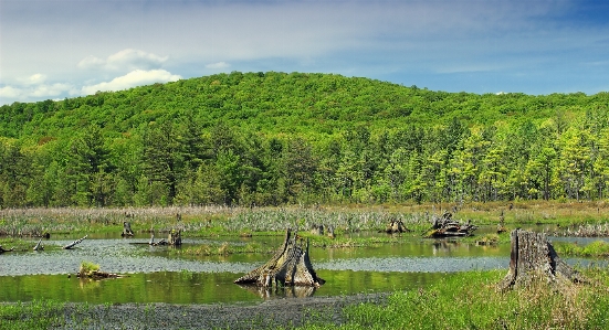 Landscape tree nature grass Photo