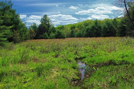 Landscape tree nature forest Photo