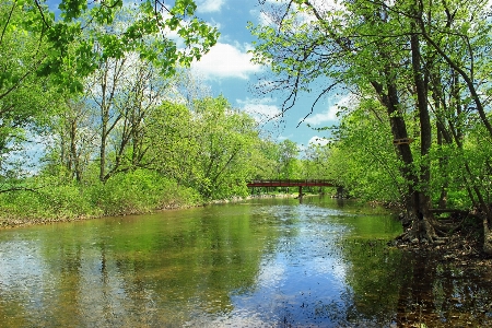 Tree water nature forest Photo