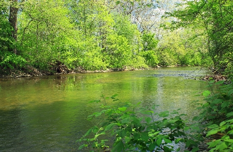 Foto árvore natureza floresta riacho
