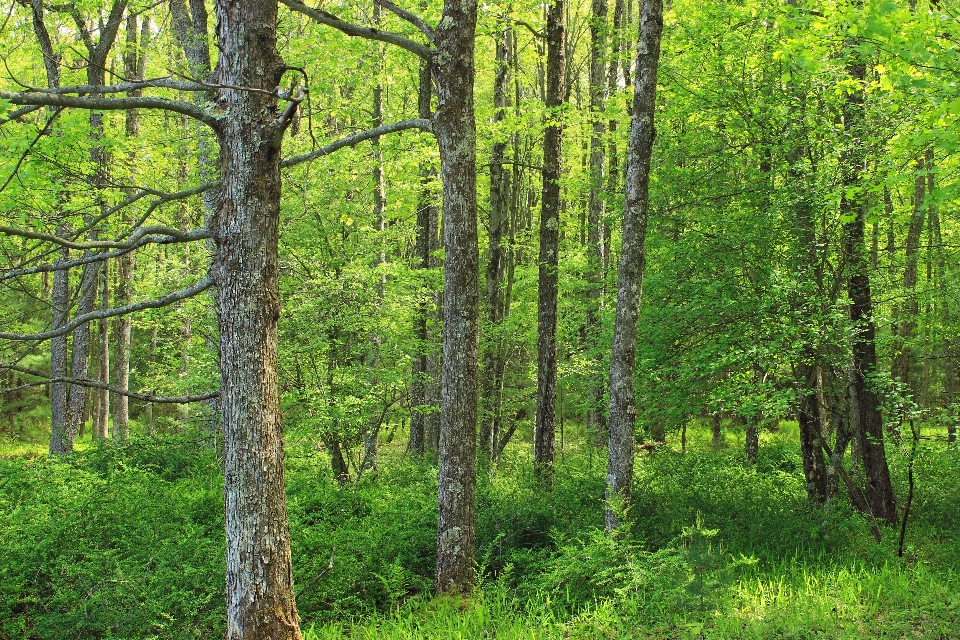 Baum natur wald wildnis
