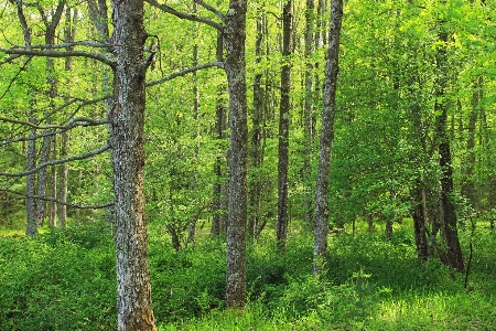 Tree nature forest wilderness Photo