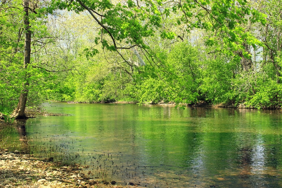 Baum natur wald bach
