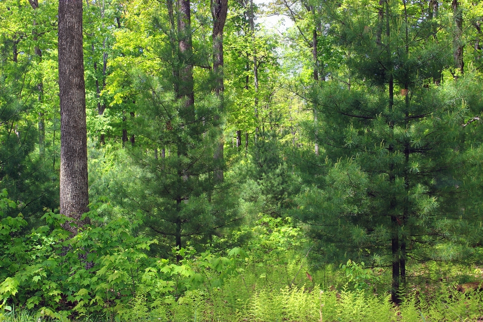 Drzewo natura las pustynia
