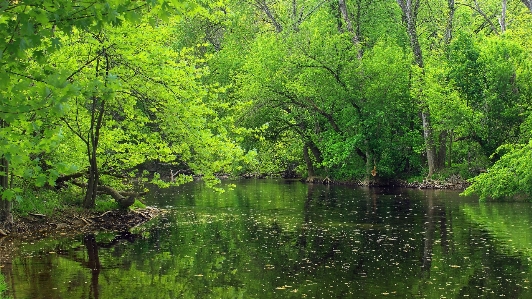 Foto árvore natureza floresta riacho
