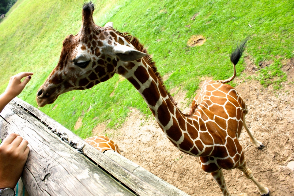 Wildlife zoo mammal fauna