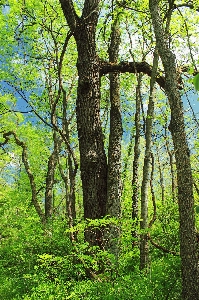 Foto árvore natureza floresta região selvagem
