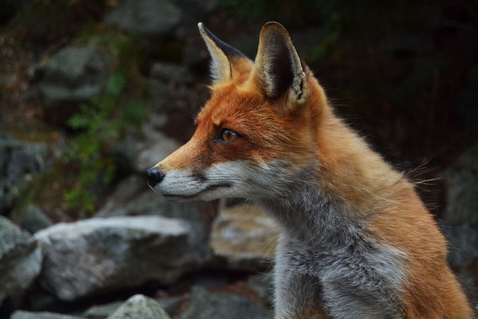 Rock animal wildlife mammal