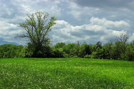 Foto Paisagem árvore natureza floresta