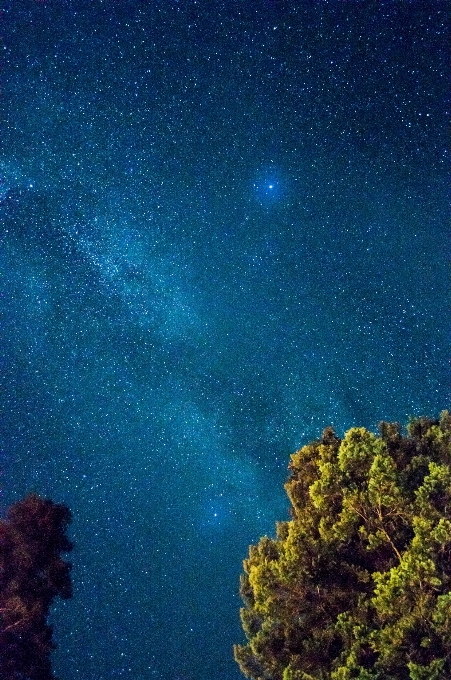 árvore céu noite estrela