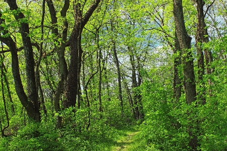 Foto árvore natureza floresta caminho