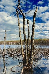 Landscape tree water nature Photo