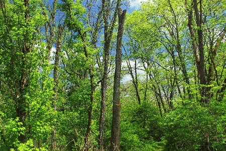 Foto árvore natureza floresta filial