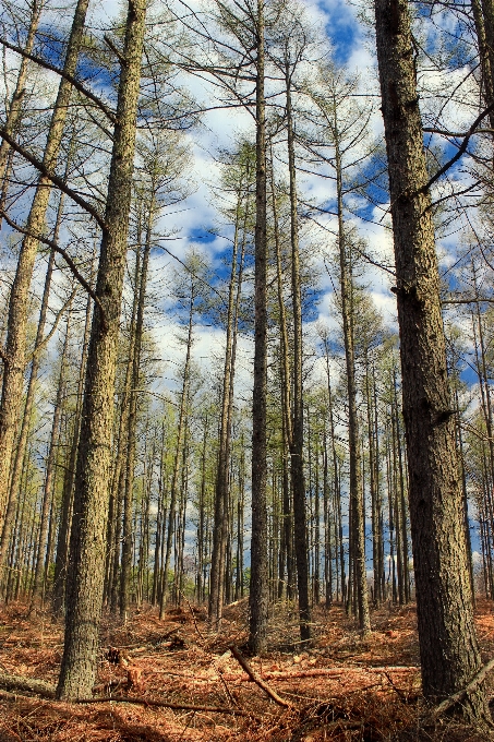 árbol naturaleza bosque desierto
