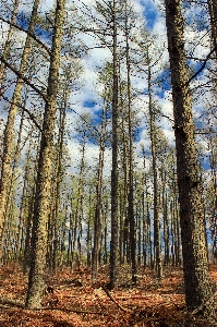 Foto Pohon alam hutan gurun
