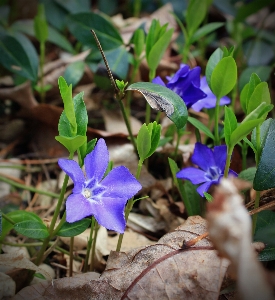 Nature plant hiking leaf Photo