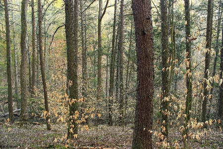 Foto árbol naturaleza bosque desierto
