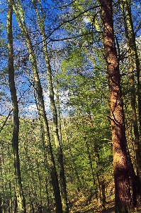 Baum natur wald wildnis
 Foto