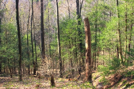 Baum natur wald wildnis
 Foto