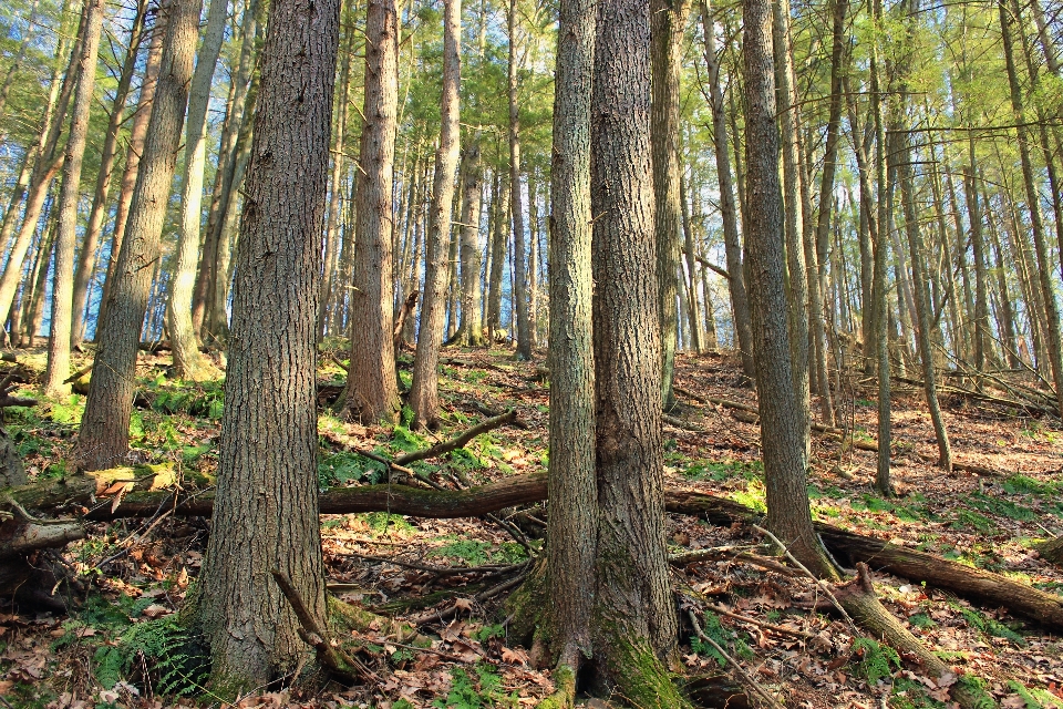 árvore natureza floresta região selvagem
