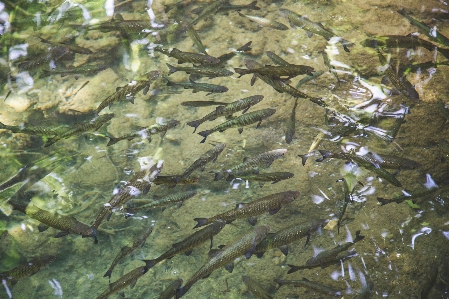 Foto Acqua stagno animali selvatici stream