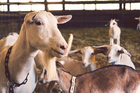 Farm animal goat herd Photo