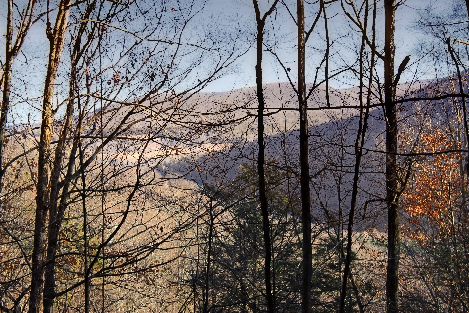 Paysage arbre nature forêt