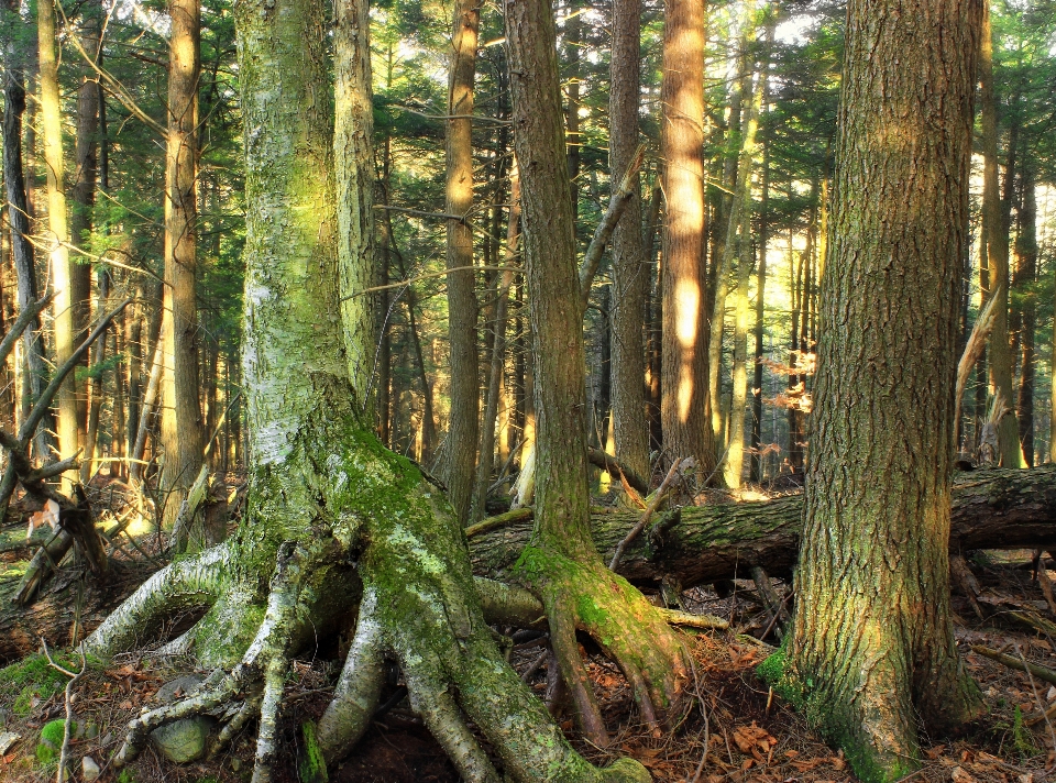 árvore natureza floresta região selvagem
