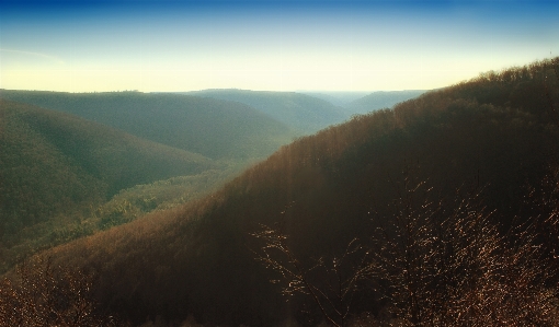 Landscape tree nature forest Photo