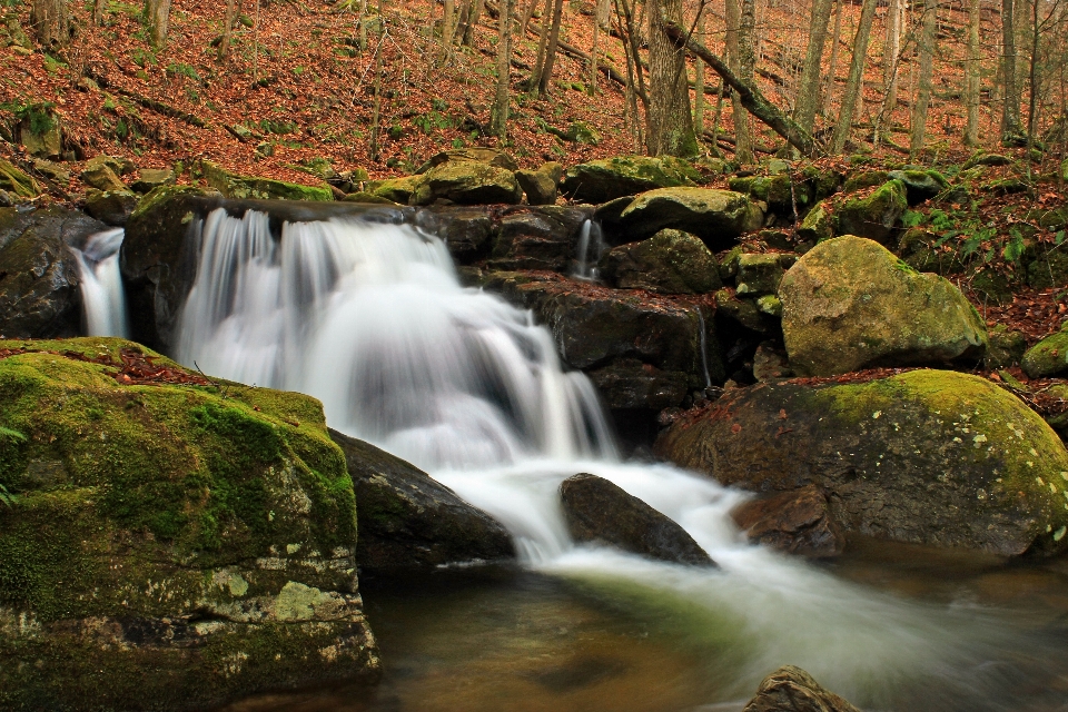 Paisaje agua naturaleza bosque