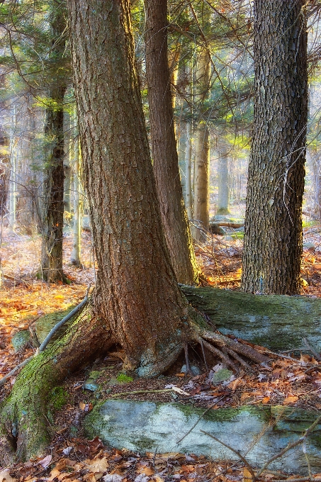 Arbre nature forêt région sauvage
